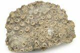 Devonian Fossil Rugose Coral (Pachyphyllum) - Iowa #216621-1